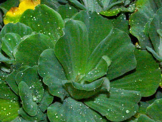 File:Pistia stratiotes0.jpg