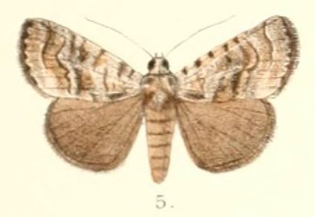 File:Pl.4-05-Iambia transversa (Moore, 1882) (Tycracona).JPG