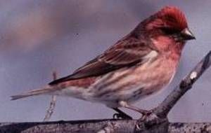 File:Purple Finch.jpg