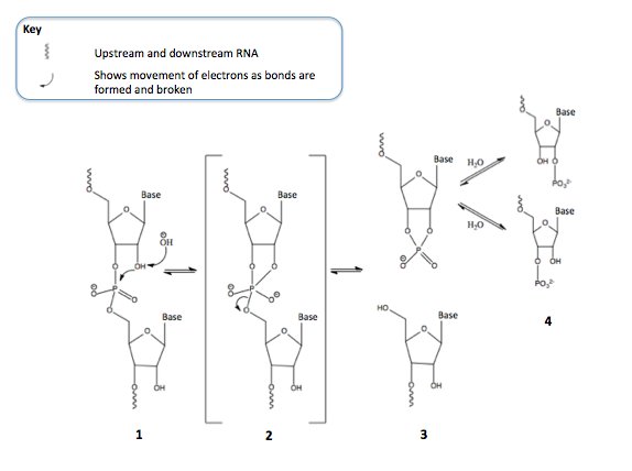 File:RNA Hydrolysis.png