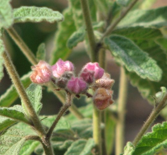 File:Rulingia magniflora.jpg