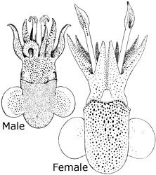 File:Sepiola rondeleti (Naef).jpg