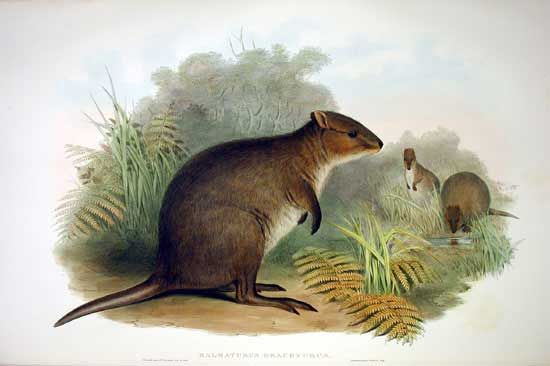 File:Setonix brachyurus 2 Gould.jpg