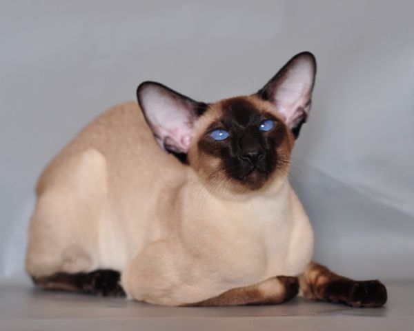 File:Siamese cat.jpg