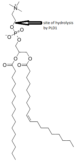 File:Site of hydrolysis on phosphatidylcholine by PLD1.png