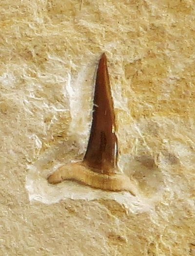 File:Sphenodus nitidus tooth.jpg