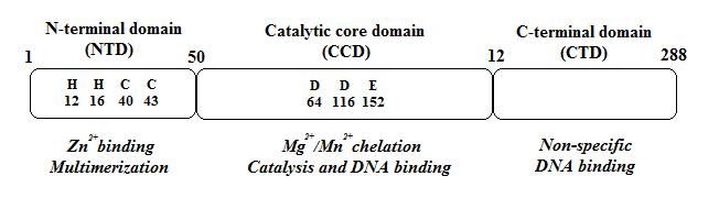 File:Structural domains of the HIV-1 integrase.jpg