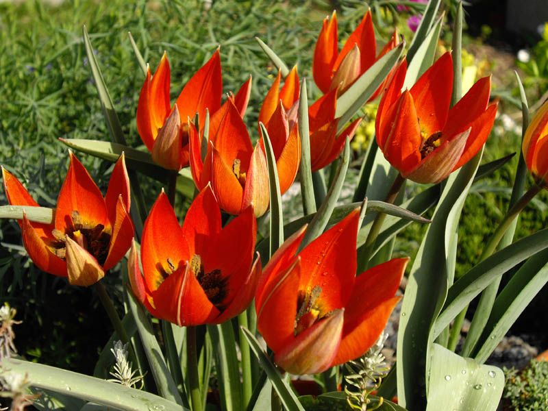 File:Tulipa whittallii 4.JPG