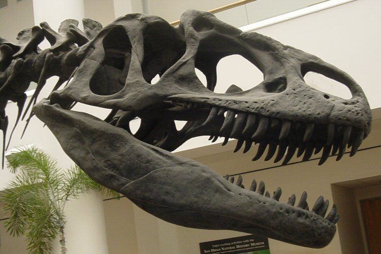 File:Allosaurus skull SDNHM.jpg