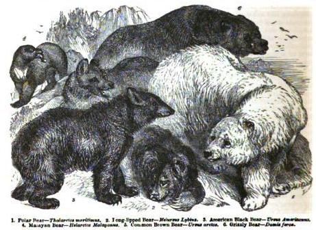 File:Bearspecies.jpg