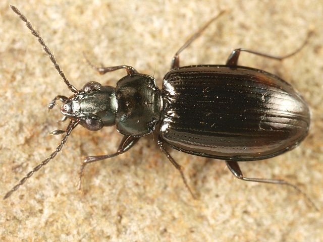 File:Bembidion aeneum.jpg