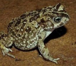 File:Cape Sand Toad - Vandijkophrynus angusticeps.jpg