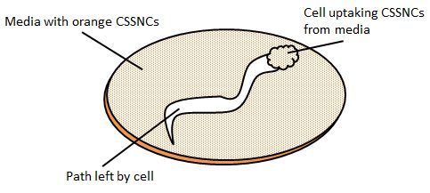 File:Cell mobility over CSSNCs2.jpg