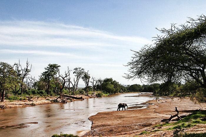 File:Crossing elephant.jpg