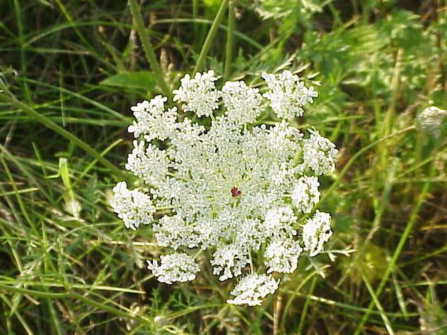 File:Daucus carota0.jpg