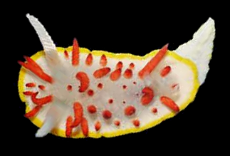 File:Diaphorodoris papillata.png