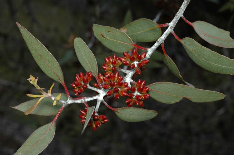 File:Eucalyptus desmondensis buds.jpg