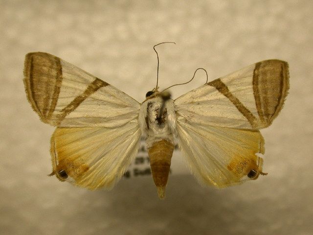 File:Eulepidotis persimilis.jpg