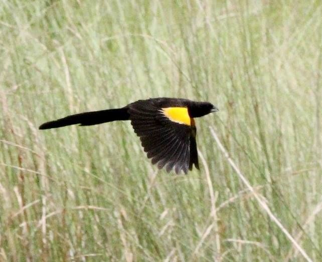 File:Euplectes hartlaubi, Cuito-rivier, Birding Weto, a.jpg