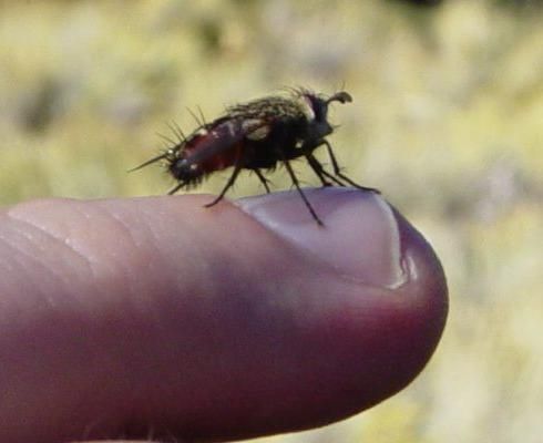 File:Fly on finger-490px.jpg