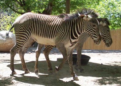 File:Grevy's Zebras at Hogle Zoo.jpg