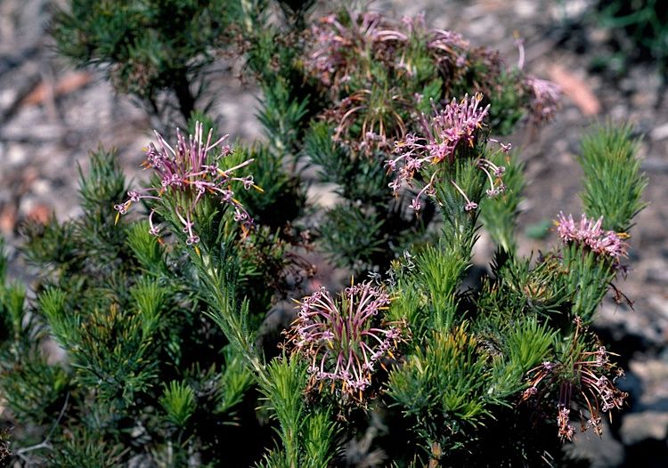 File:Isopogon adenanthoides.jpg