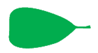 File:Leaf morphology truncate.png