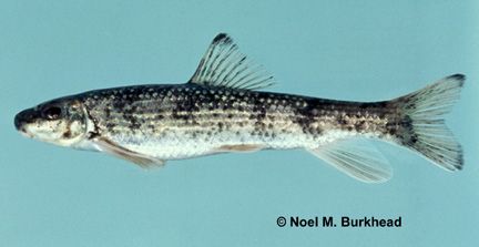 File:Moxostoma cervinum.jpg