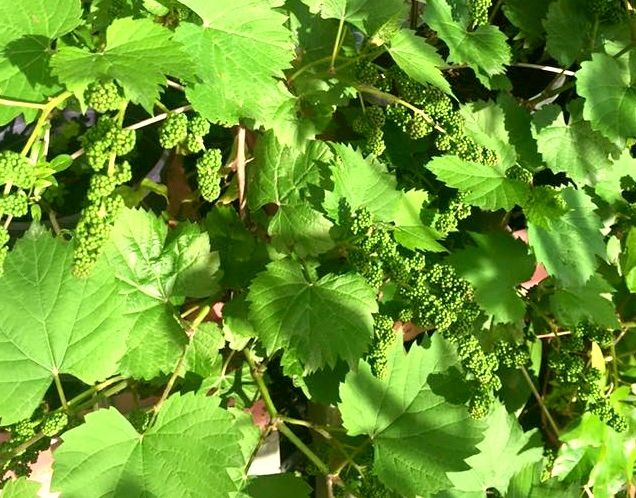 File:Ornamental grapevine flowers.jpg