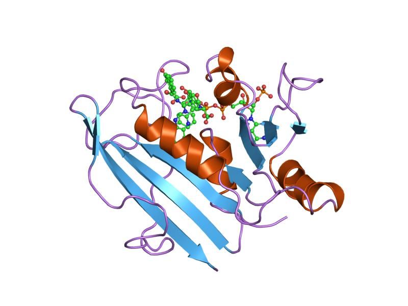 File:PDB 1ohj EBI.jpg