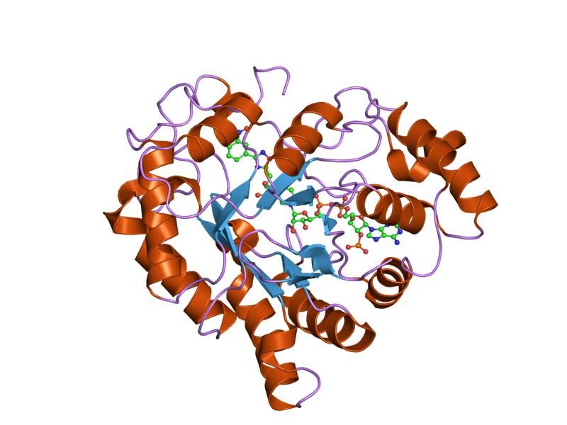 File:PDB 2ikg EBI.jpg