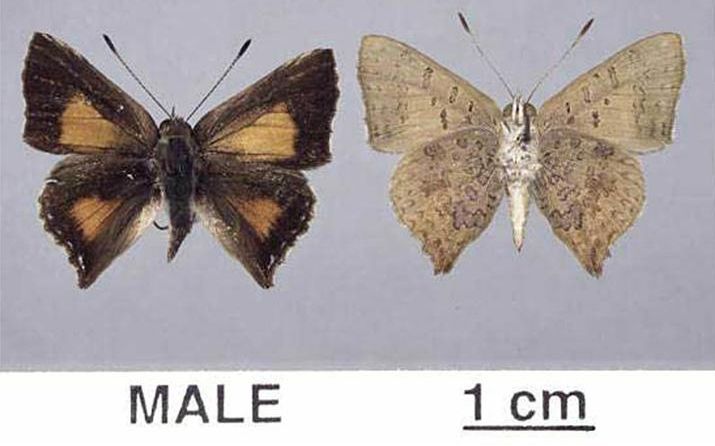 File:Paralucia aurifer male mounted.jpg