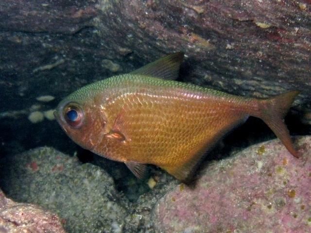 File:Pempheris vanicolensis Karpathos.JPG