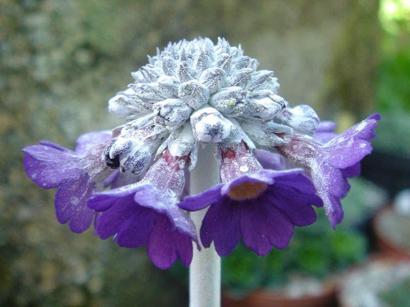 File:Primula capitata ssp mooreana 5.JPG