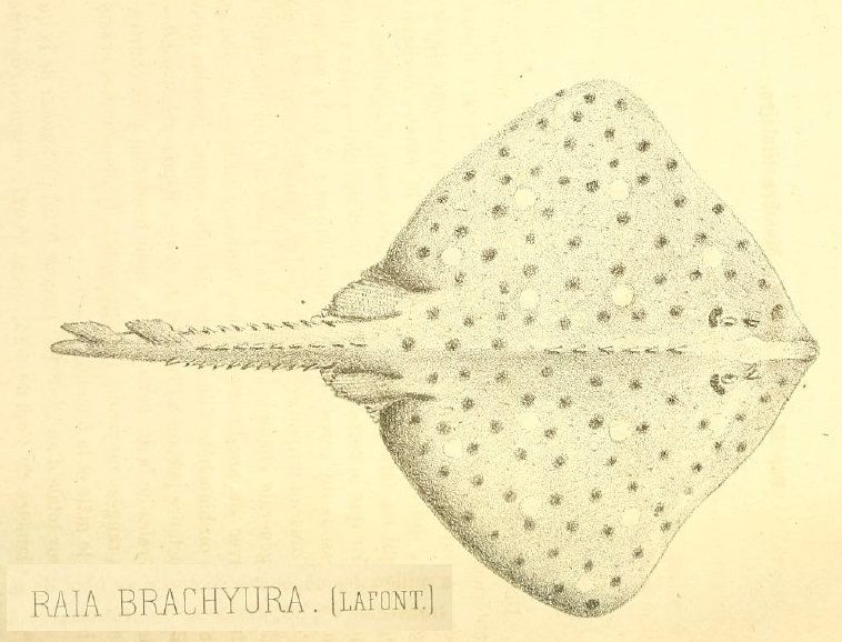 File:Raia brachyura 1871.jpg