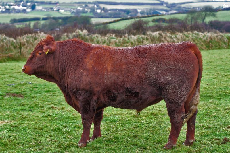 File:Red Devon bull.jpg