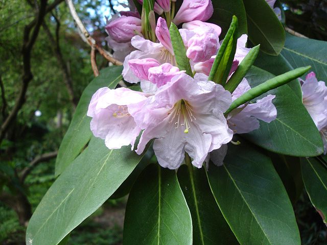 File:Rhododendron fortunei1UME.jpg