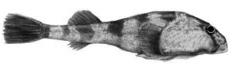 File:Sicyases sanguineus.jpg