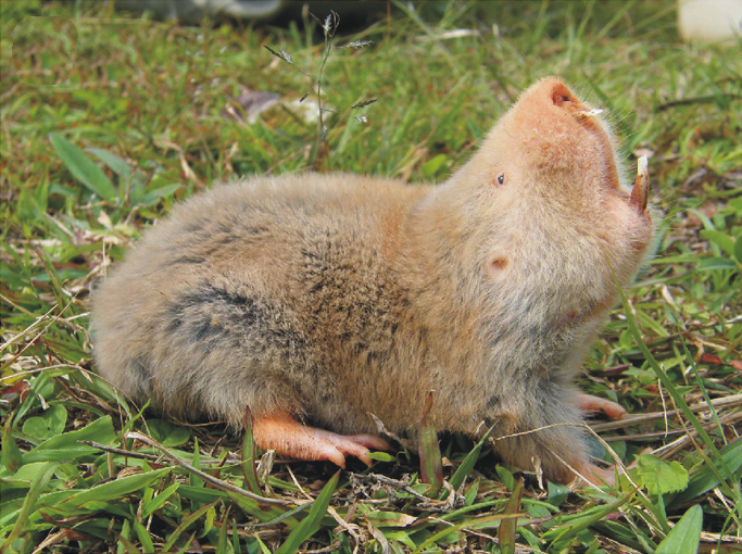 File:Silvery mole-rat.png