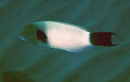 File:Thalassoma ballieui by NPS.jpg