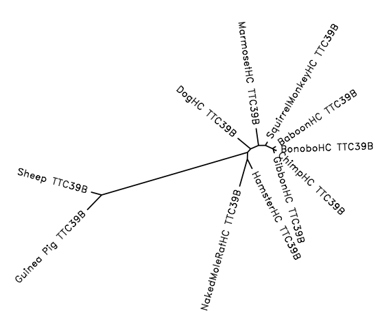 File:Unrooted Phylogenic Tree of TTC39B Orthologs.png