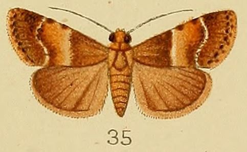 File:035-Orthaga fuscofascialis Kenrick, 1907.JPG