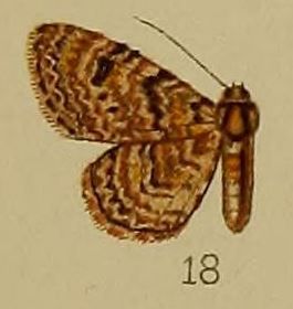 File:18-Chloroclystis polygraphata Hampson, 1912.JPG