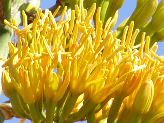 File:Agave eggersiana flower (no common name) (5840582128).jpg