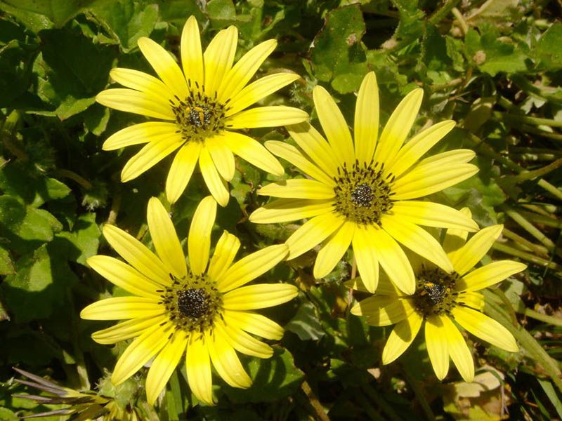 File:Arctotheca calendula 1.jpg