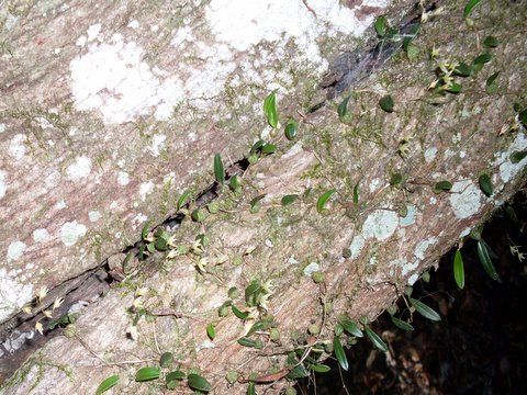 File:Bulbophyllum exiguum Royal National Park.JPG