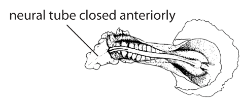 File:C3. Anterior neuropore closed (V03c).png