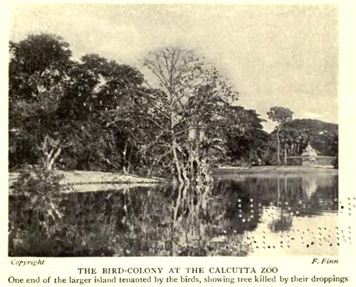 File:CalcuttaZooHeronry.jpg