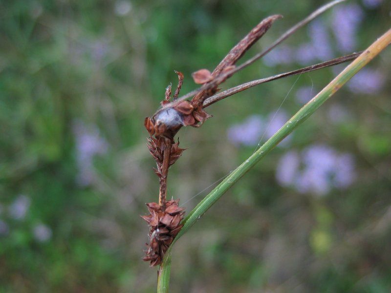 File:Carex extensa.jpeg