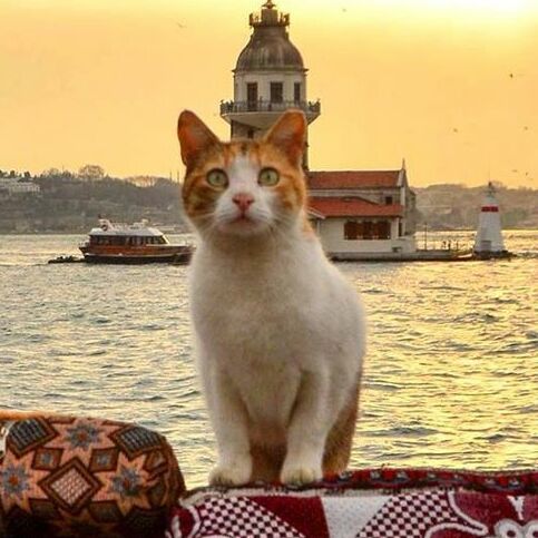 File:Cats of Istanbul 2015 (cropped 2023).jpg